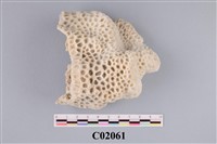 藏品(珊瑚化石)的圖片